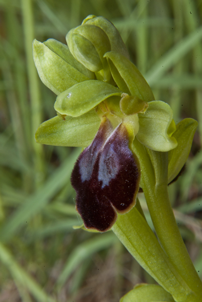 Ophrys lucana